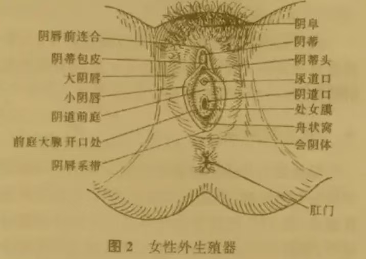 女性私密手法保养